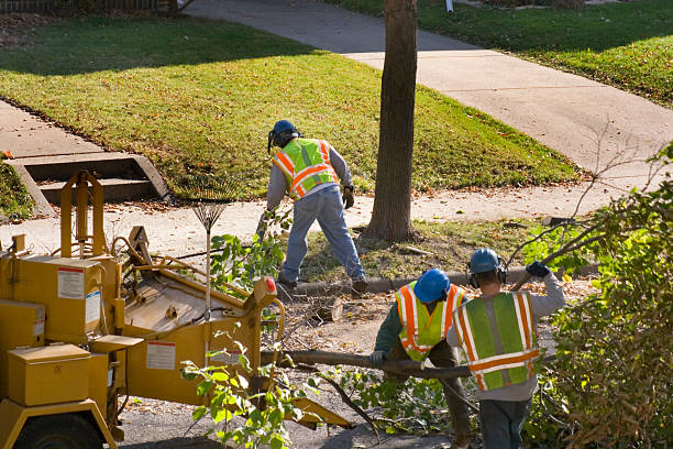 Best Grass Overseeding  in Coarsegold, CA